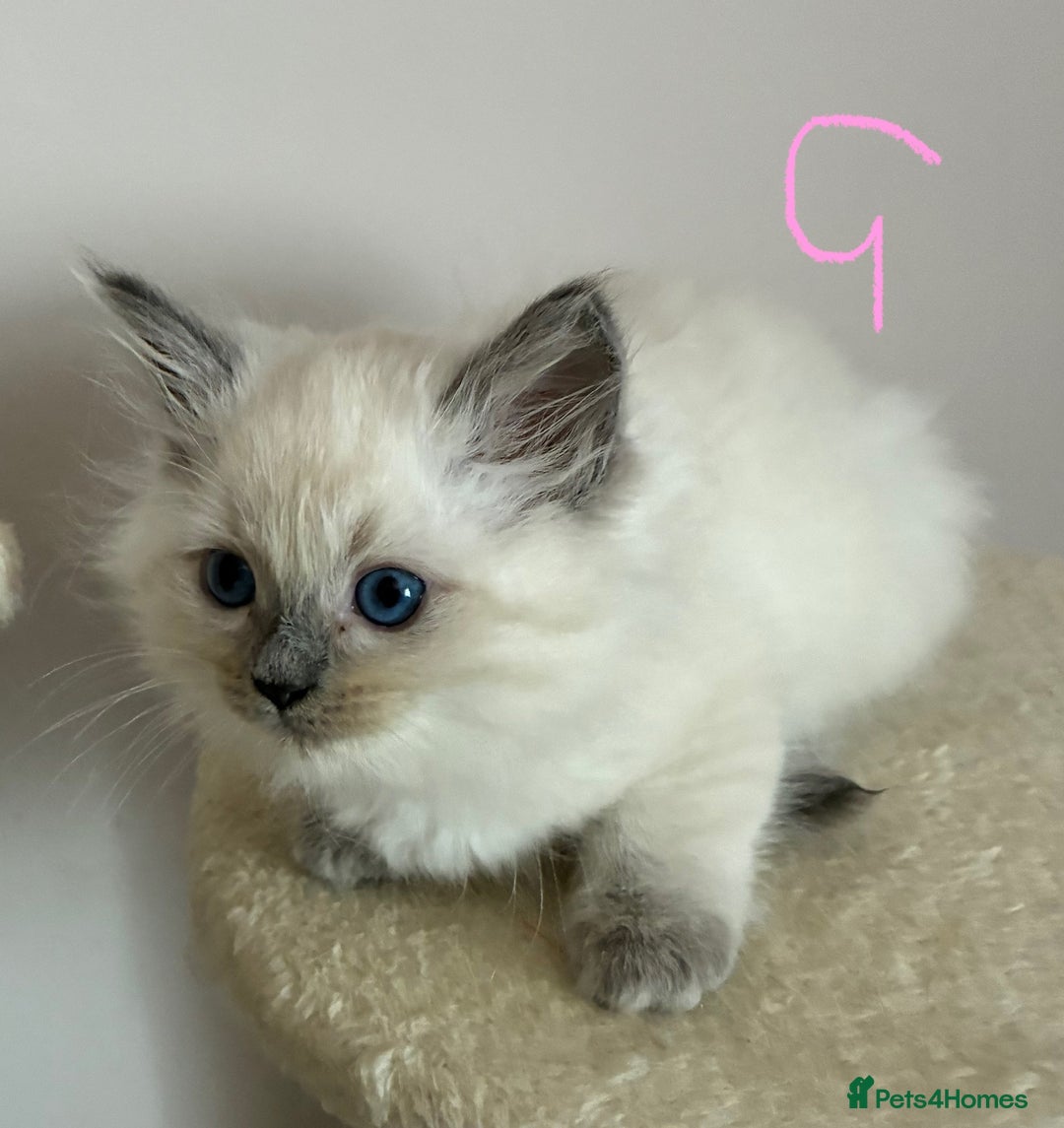 Ragdoll cats for sale: Pure Ragdoll Kittens *Ready for their new home* - Image 10