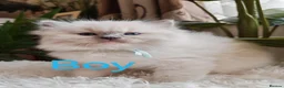 Ragdoll cats for sale: PUREBRED RAGDOLL KITTENS GCCF REGISTERED  - Advert 21