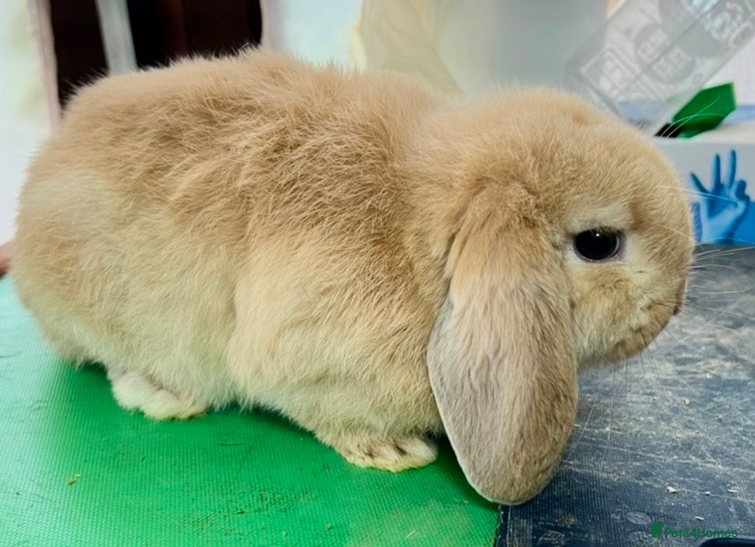 Mini Lop rabbits for sale: Mini Lops for sale READY NOW - Advert 11