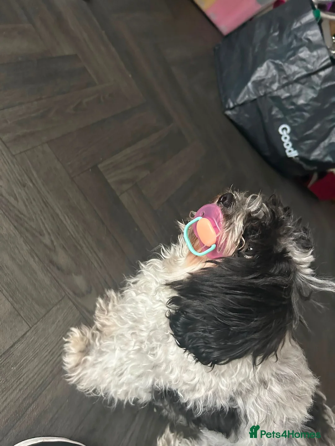 Mixed Breed dogs for sale: Dog for sale  - Advert 4