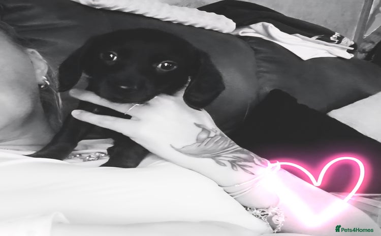 Mixed Breed dogs - Advert 6