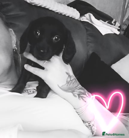 Mixed Breed dogs - Advert 6