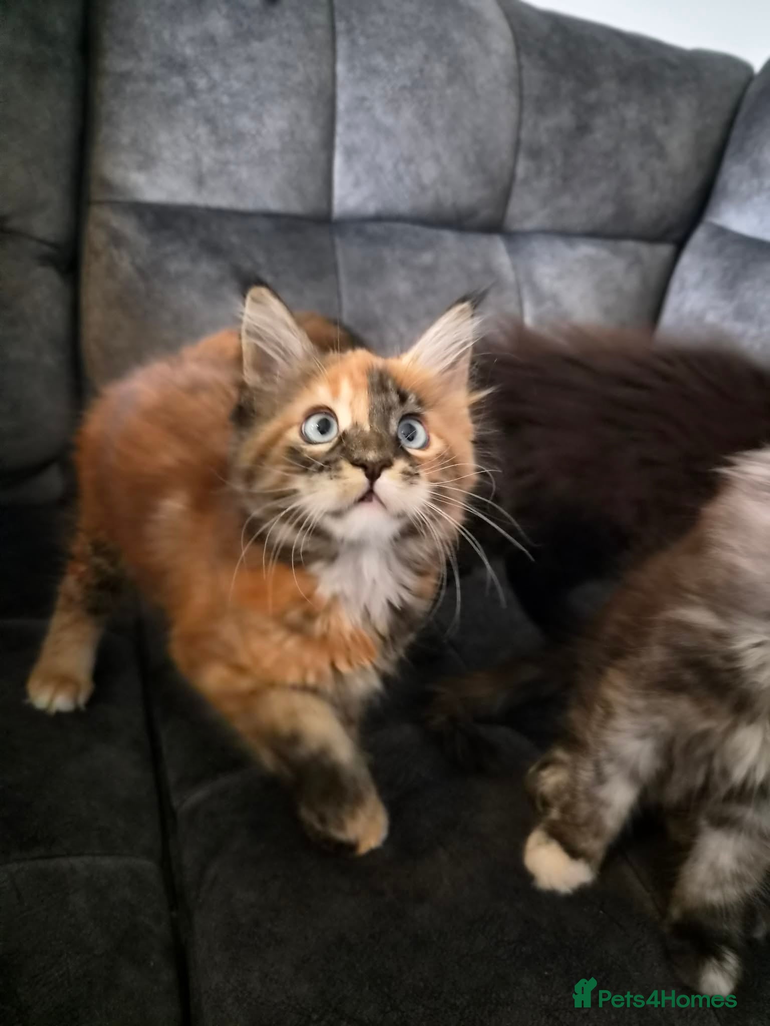 Maine Coon cats Maine Coons kittens purebred  - Advert 2