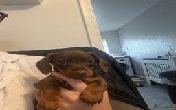 Miniature Dachshund dogs for sale: Mini dashounds for sale  - Image 4