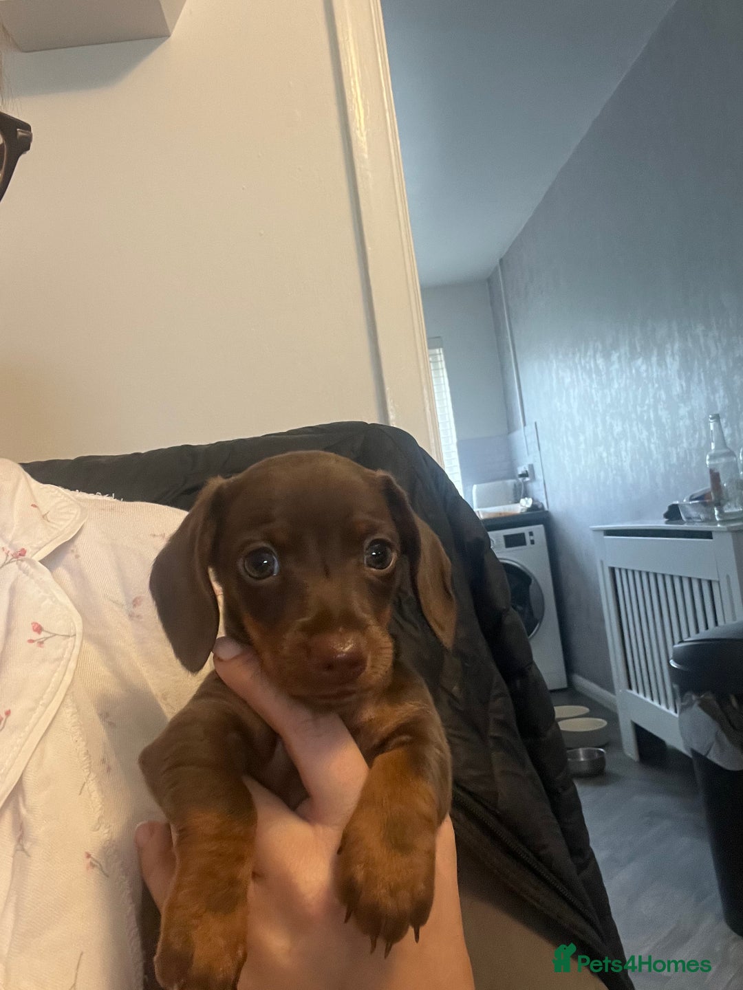 Miniature Dachshund dogs for sale: Mini dashounds for sale  - Image 4