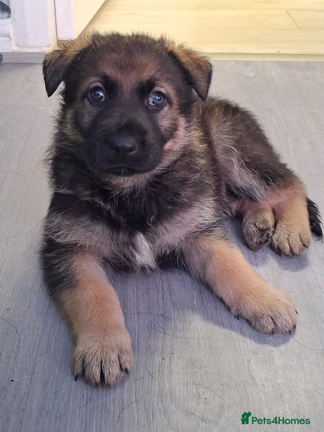 German Shepherd dogs for sale: APPROVED GSD PUPPIES,BLACK AND TAN,SABLE,SEE ALL P - Advert 2