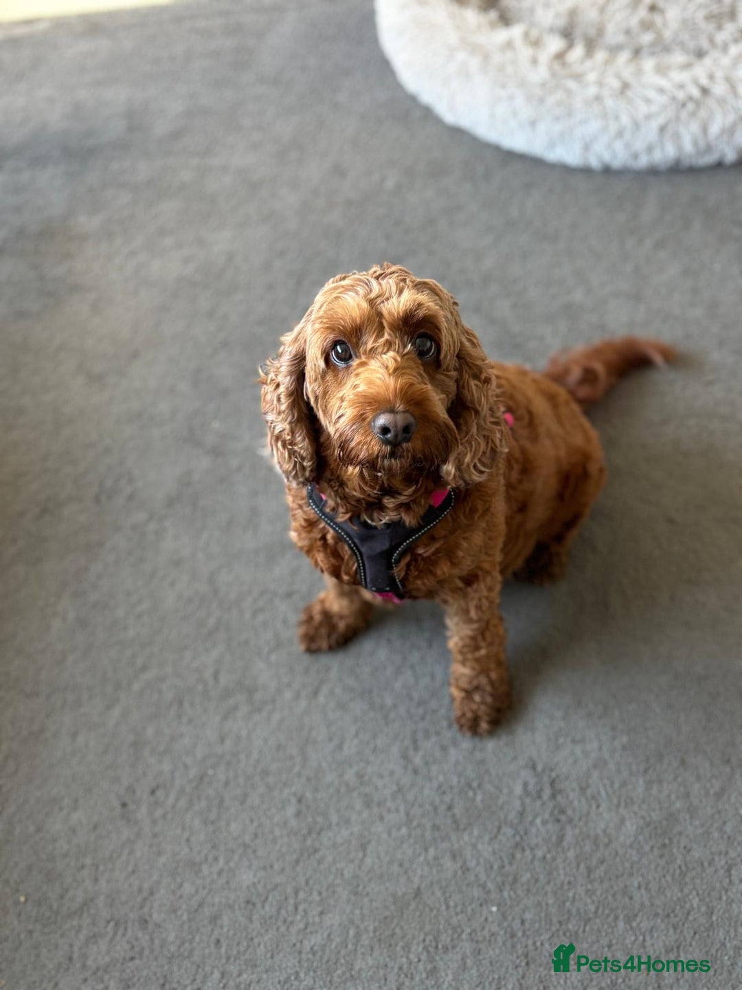 Cockapoo dogs for sale: Beautiful cockapoo puppies  - Advert 8