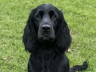 Cocker Spaniel dogs Lovely cocker spaniol 12 weeks old in Haverhill - Advert 3