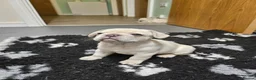 French Bulldog dogs for sale: Ready to leave now Rare Platinum French bulldogs   - Advert 25