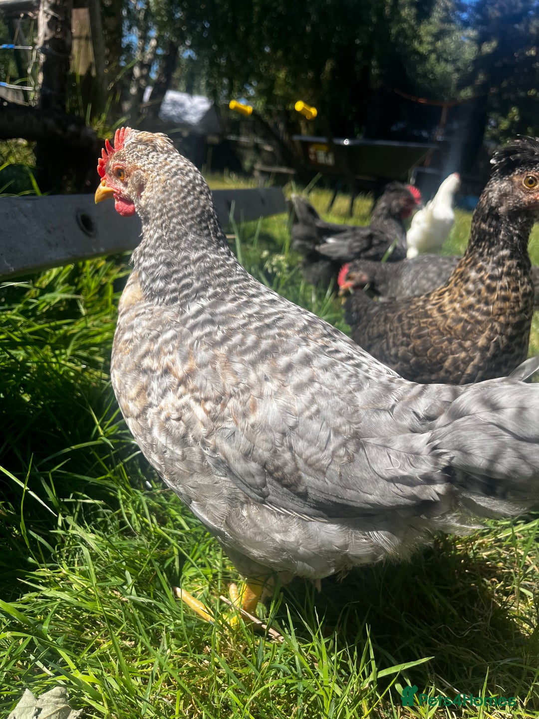 Chickens poultry for sale: 5 cockerels for sale - Image 1