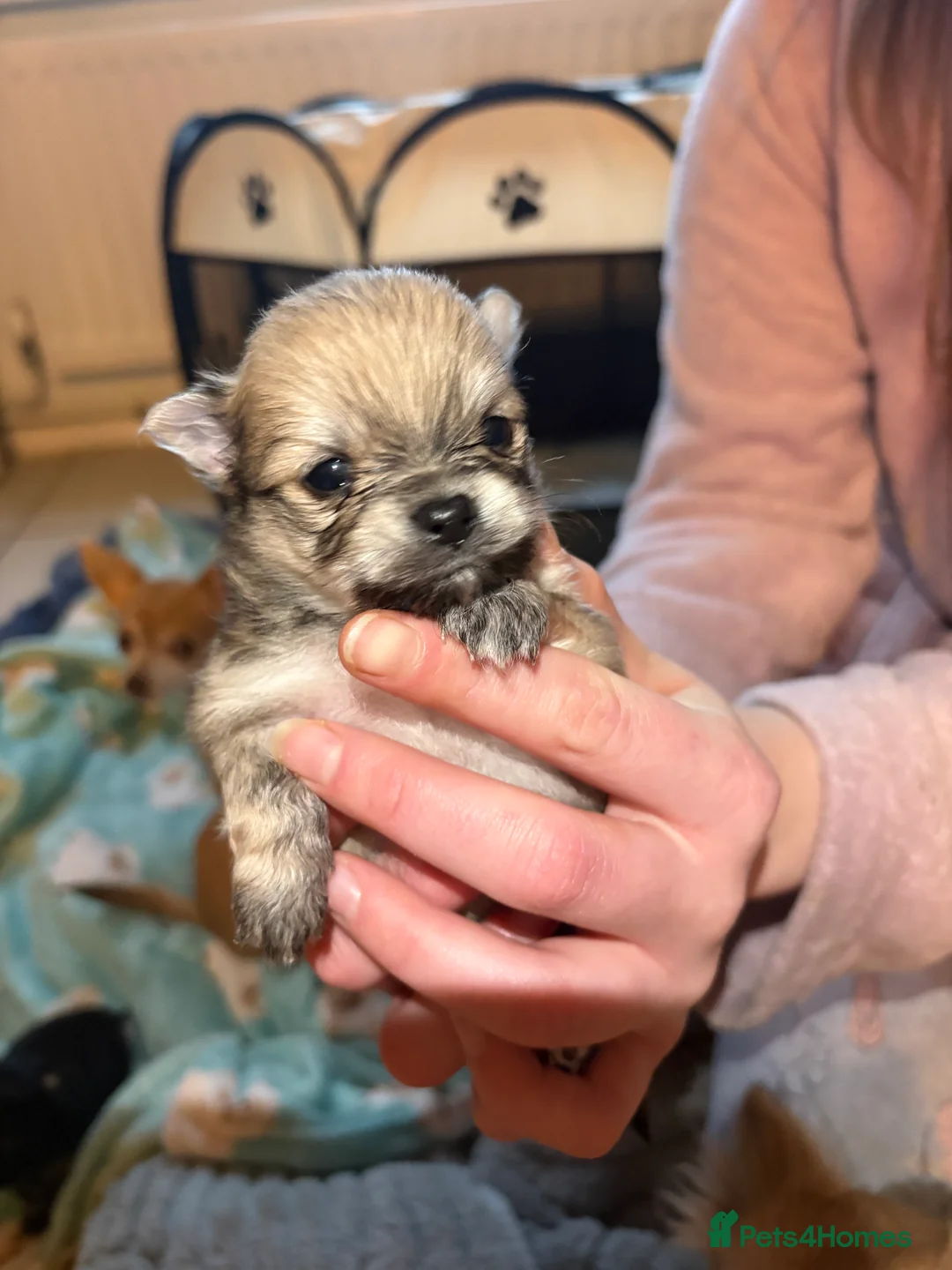 Pomchi dogs for sale: 4 Beautiful pomchis 🐶🐾 - Advert 5