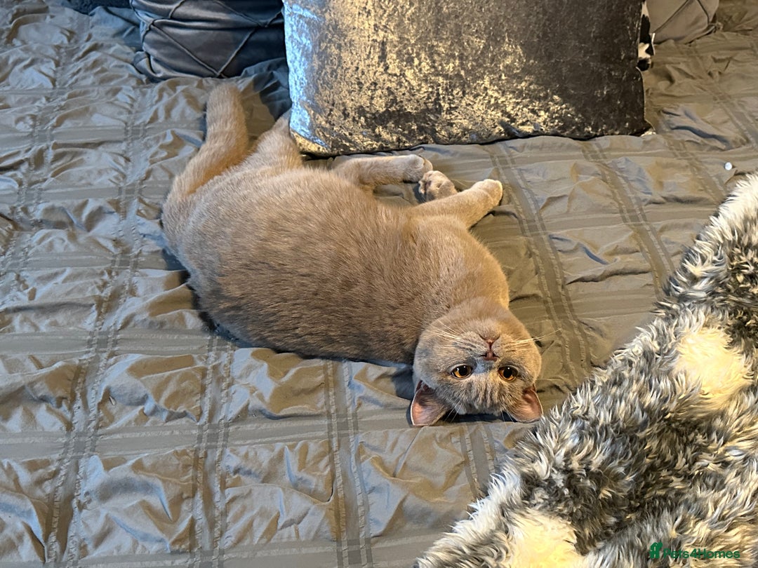 British Shorthair cats for sale: 3 Plush British shorthair kittens ❤️ - Advert 28