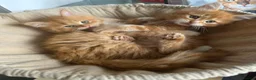 Maine Coon cats for sale: 🐱 Beautiful ginger half maine coon kittens - Advert 5