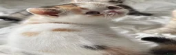Exotic cats for sale: Gorgeous GCCF reg. kittens from Champions parents  - Advert 28