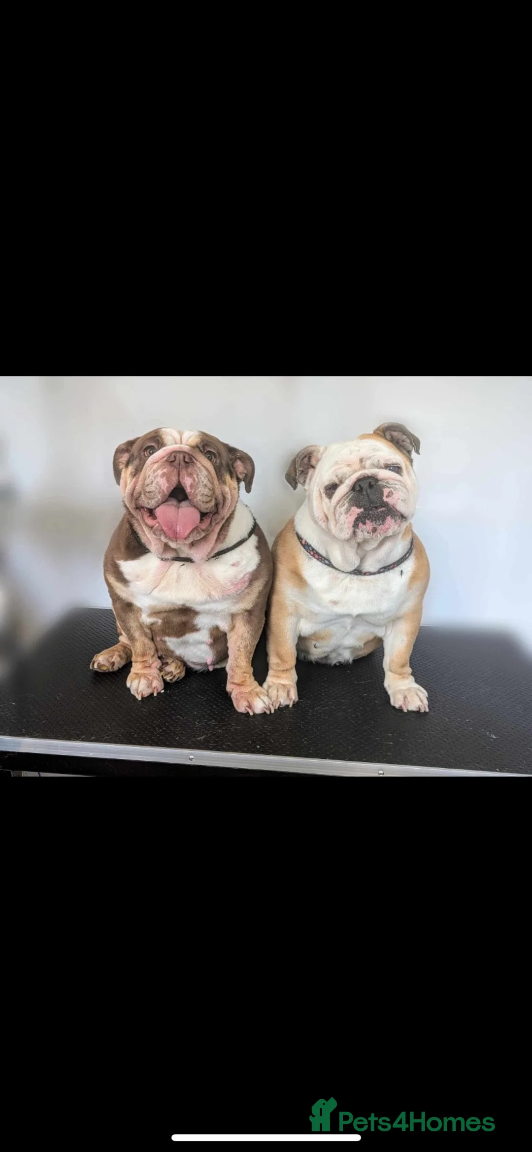 English Bulldog dogs for sale: English bulldog  - Advert 2