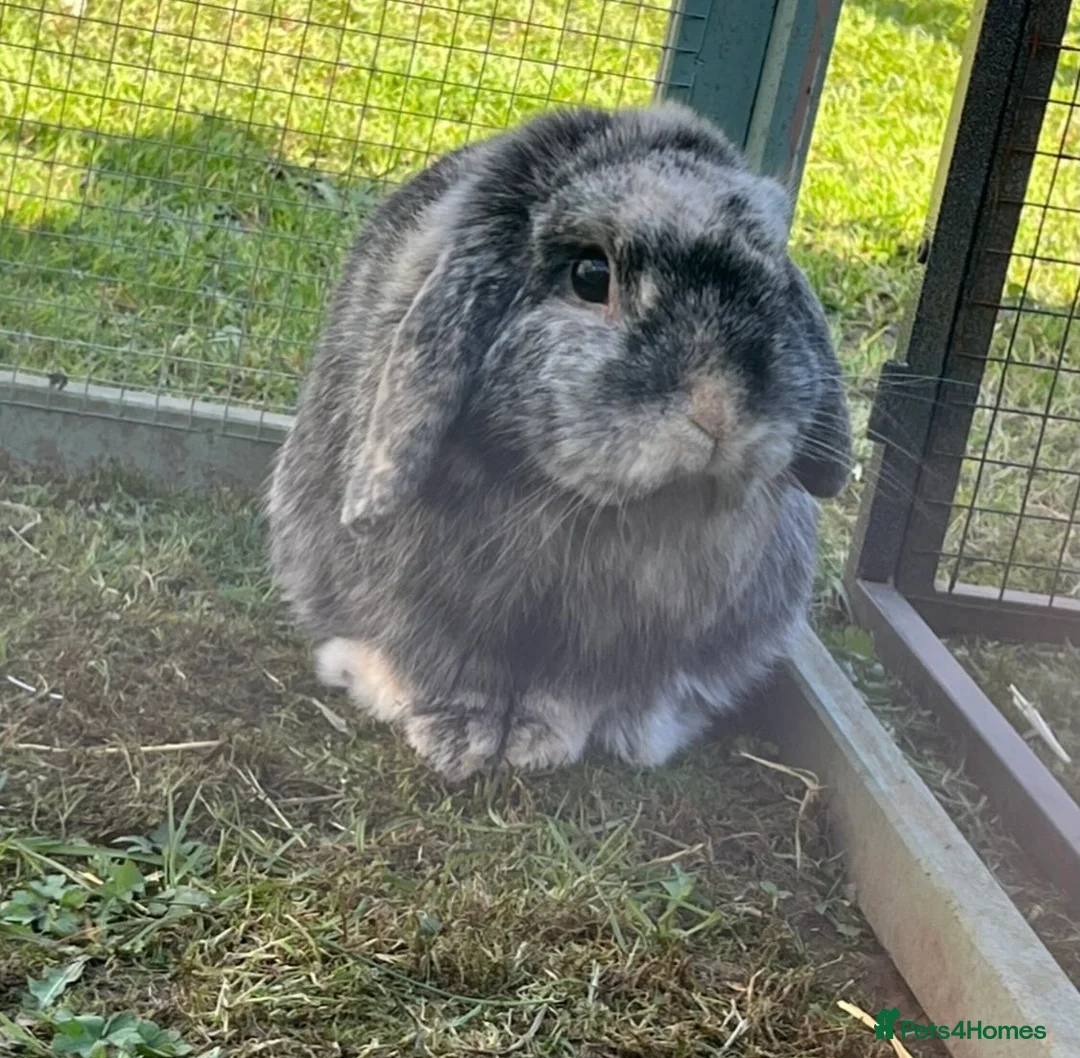 Mini Lop rabbits for sale: Rabbit Mini lop for sale  - Advert 4