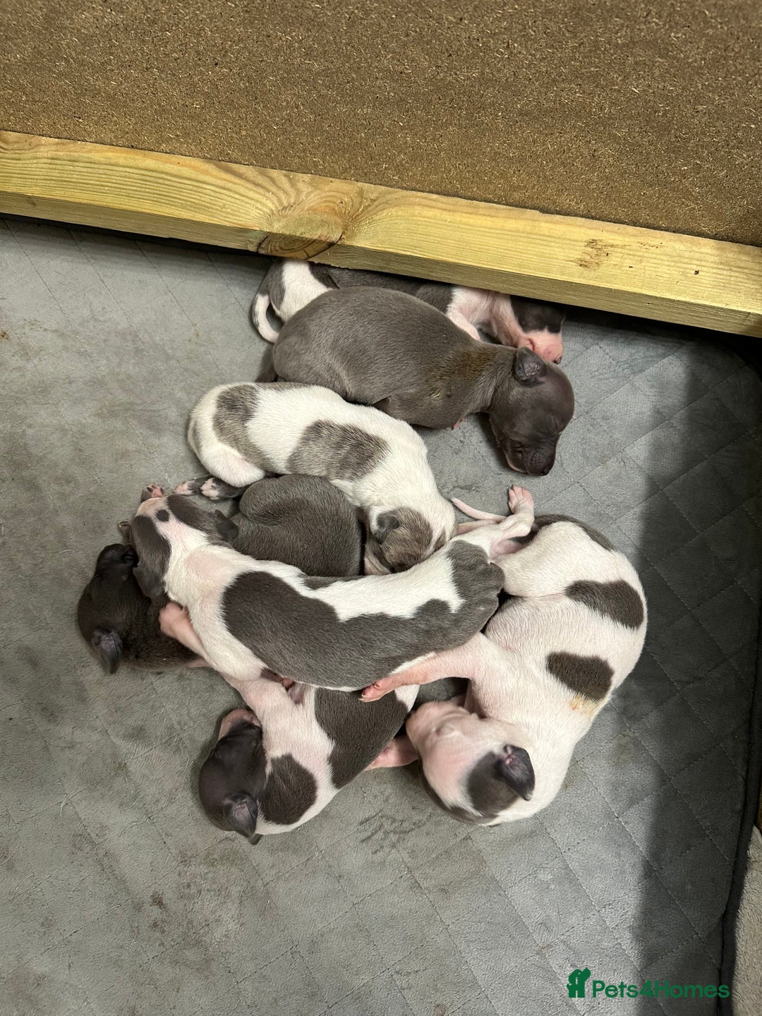 Whippet dogs for sale: ⭐️ KC Whippet pups blue and white. ⭐️ - Image 4