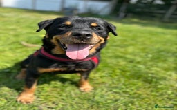 Rottweiler dogs for adoption: Zak   - Image 1