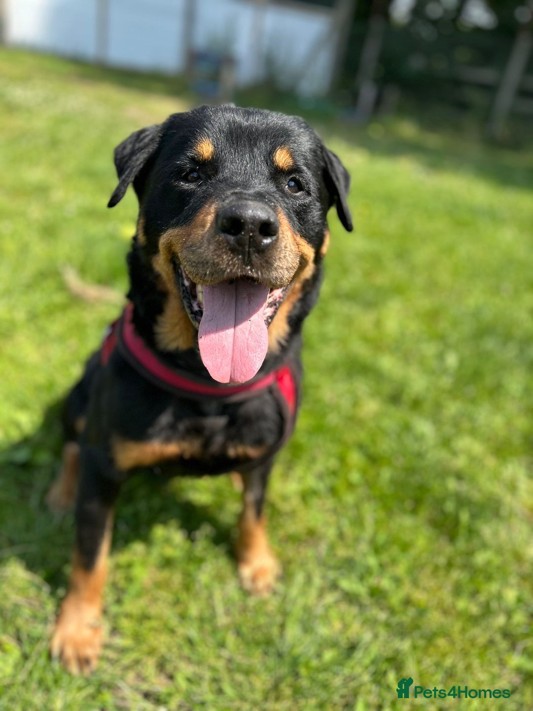 Rottweiler dogs for adoption: Zak   - Image 1
