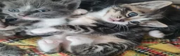 Mixed Breed cats for sale: Kittens - Advert 5