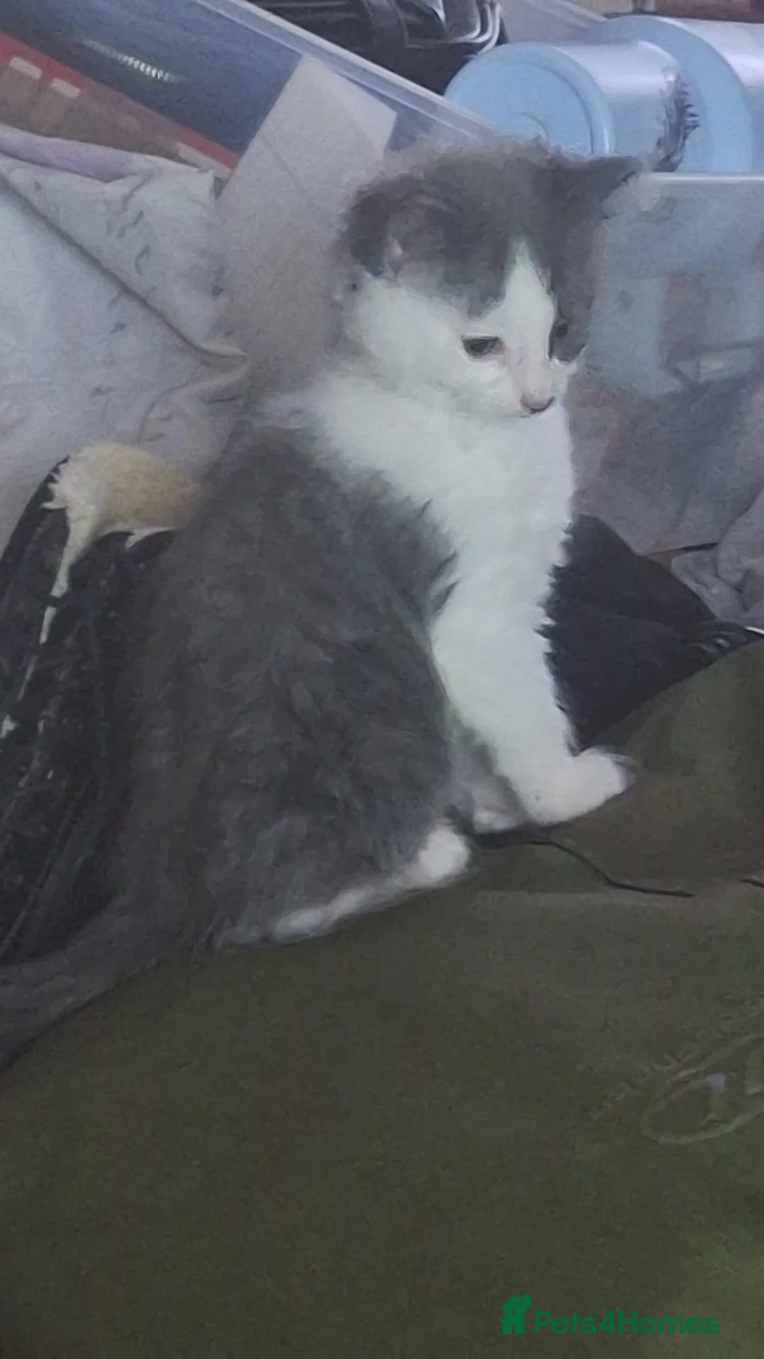 Mixed Breed cats for sale: Two stunning female kittens for sale in Glenrothes - Advert 2
