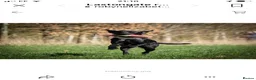 Labrador Retriever dogs for sale: Beautiful natured working Labradors  - Advert 4