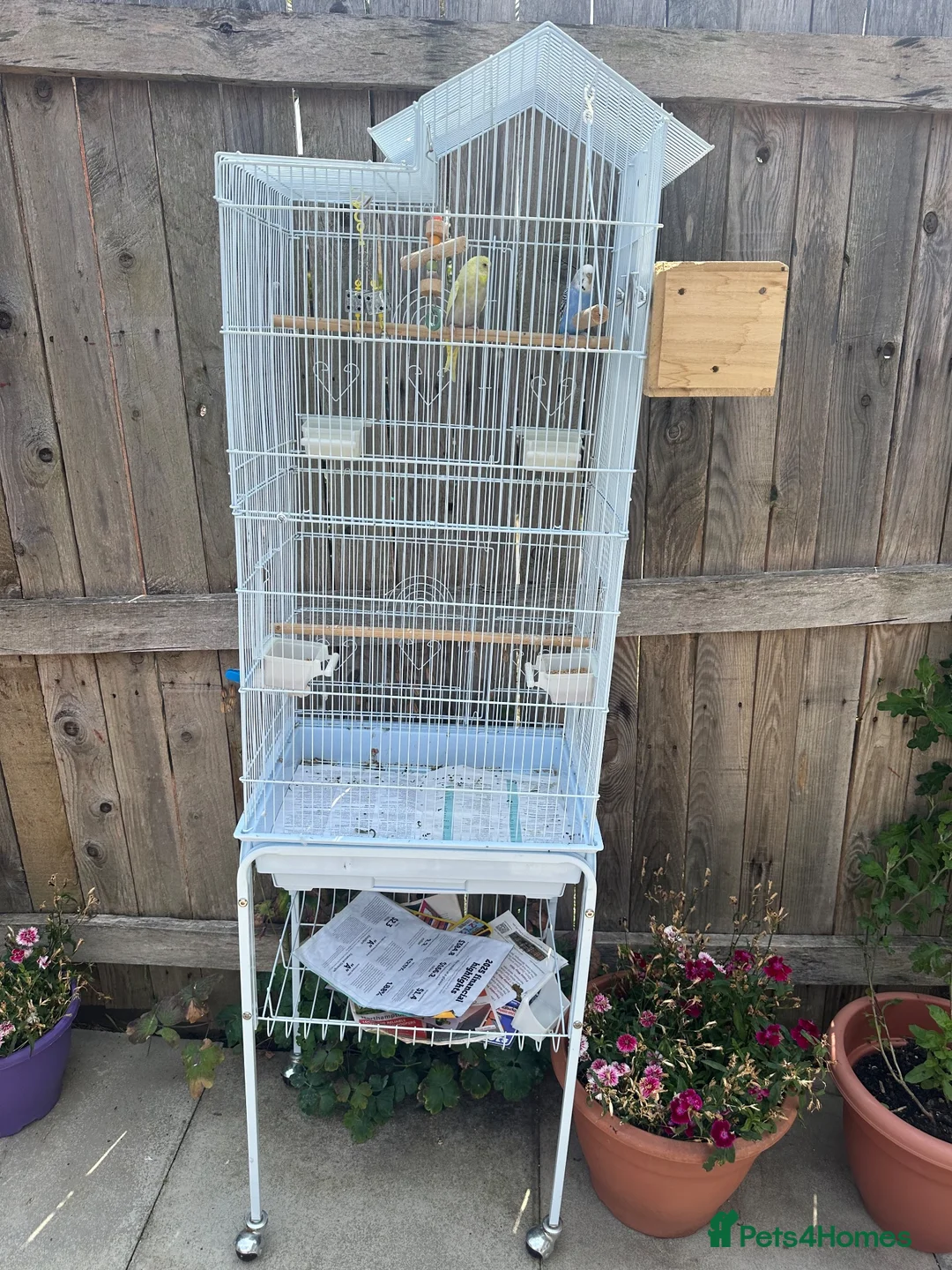 Lovebirds birds for sale: Budgies in Northampton - Advert 2