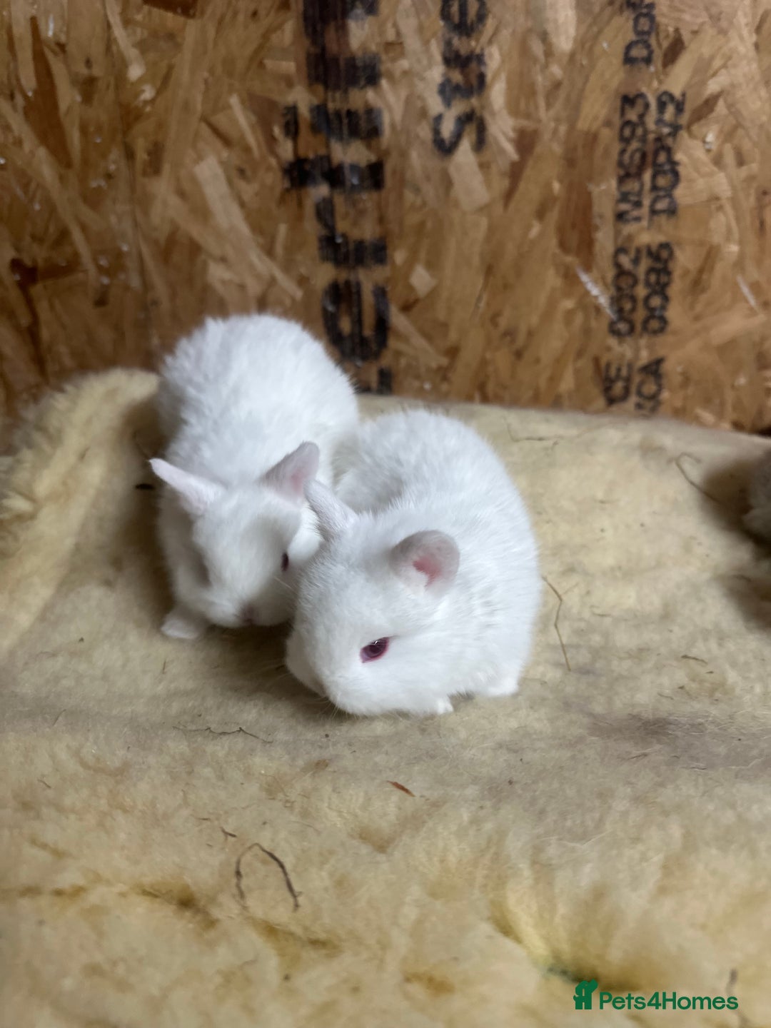 Netherland Dwarf rabbits for sale: Baby netherlands dwarfs ready in 4 weeks - Image 5