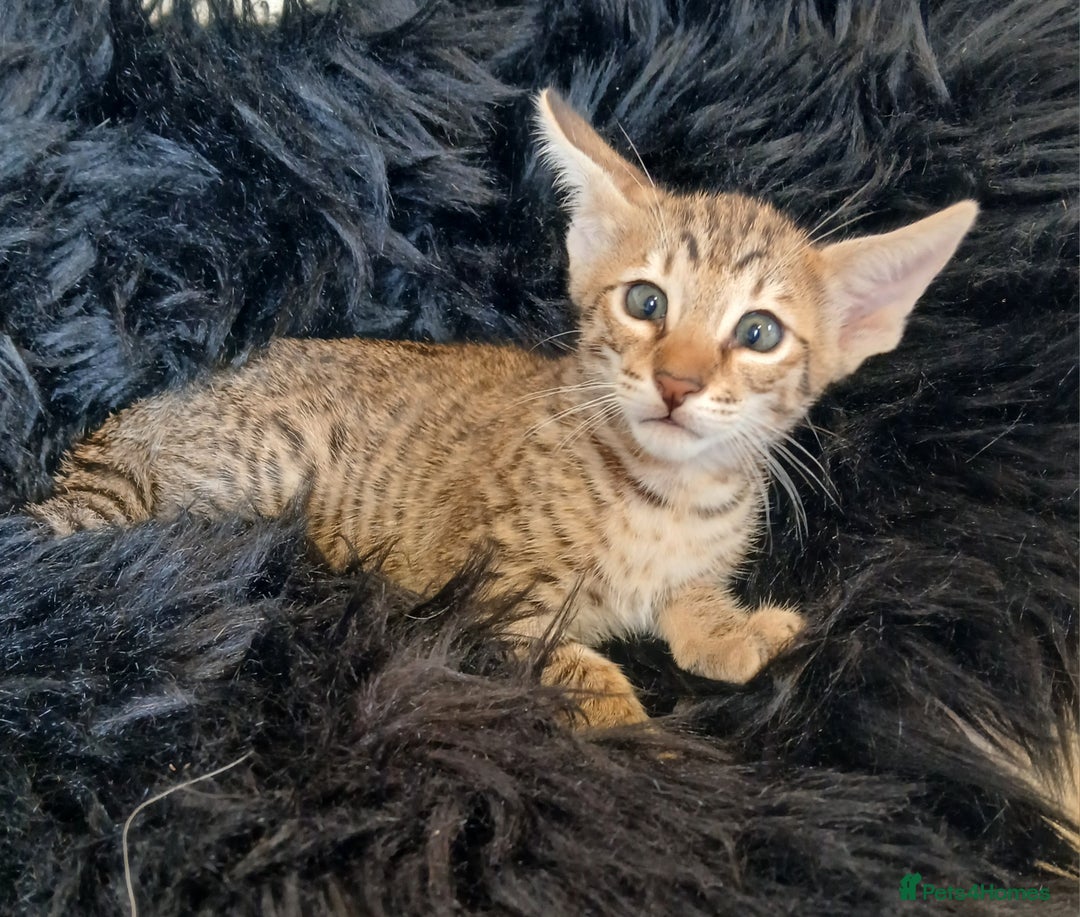 Savannah cats for sale: Stunning  Savannahs - Image 7