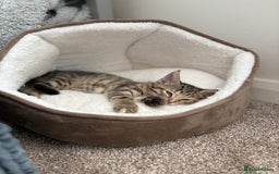 Domestic Shorthair cats for sale: Two Girl Kittens For Sale £100 o.n.o The Pair  - Image 6