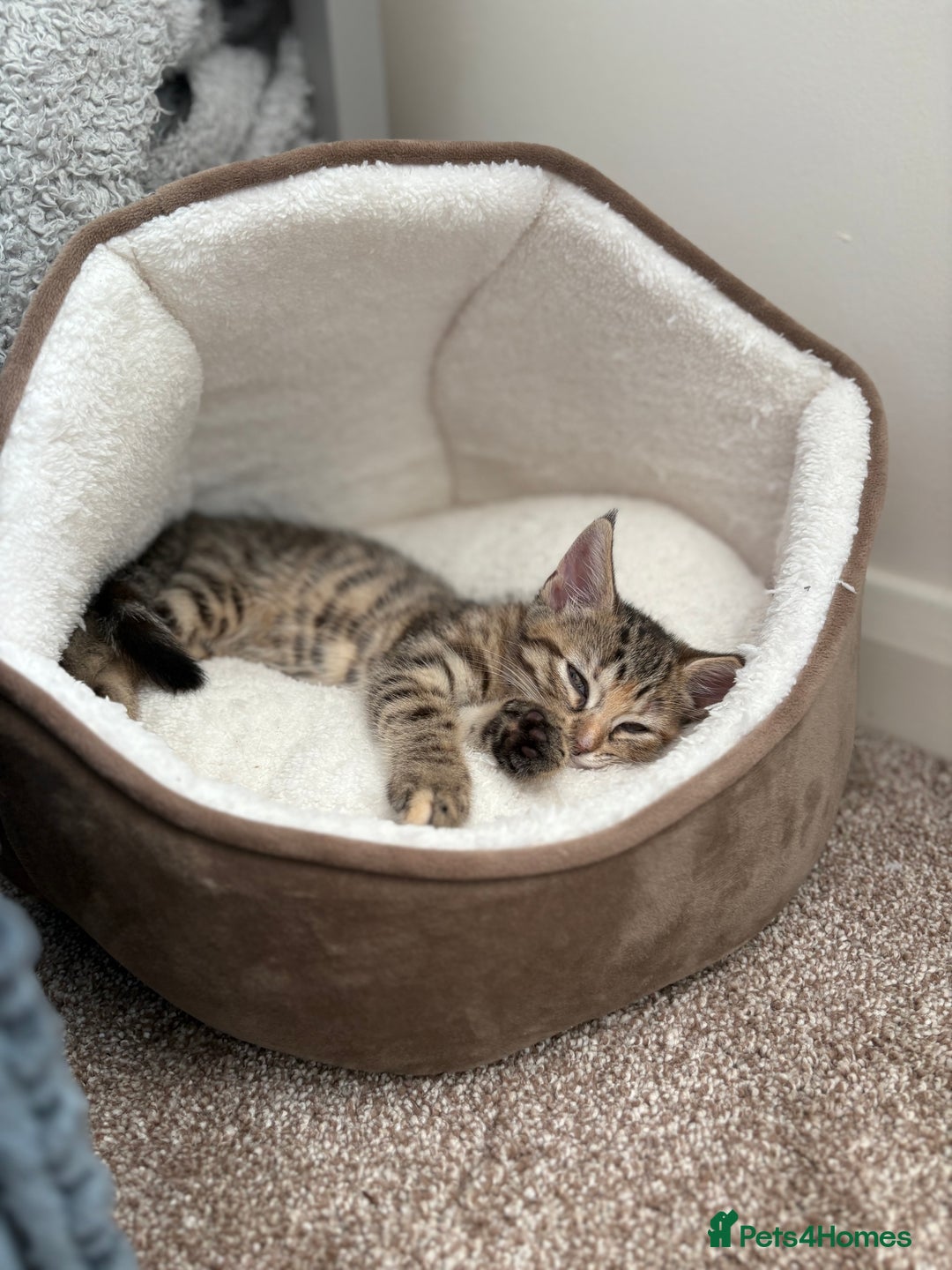 Domestic Shorthair cats for sale: Two Girl Kittens For Sale £100 o.n.o The Pair  - Image 6