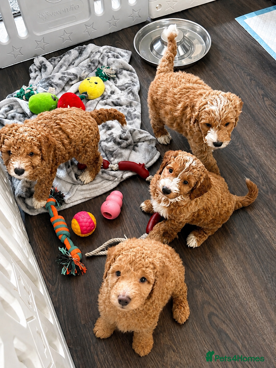 Australian Labradoodle dogs Pure Australian labradoddle  - Advert 2