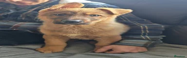 Mixed Breed Puppy 2