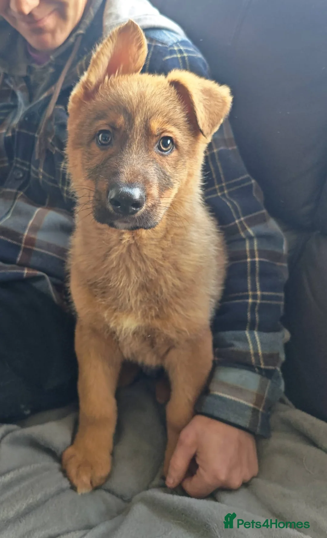Mixed Breed dogs for sale: GERMAN SHEPHERD X ALASKAN MALAMUTE PUPPIES - Advert 2