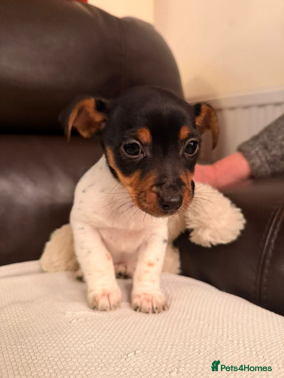 Jack Russell dogs for sale: Adorable Miniature  Jack Russell Pups For Sale - Advert 8