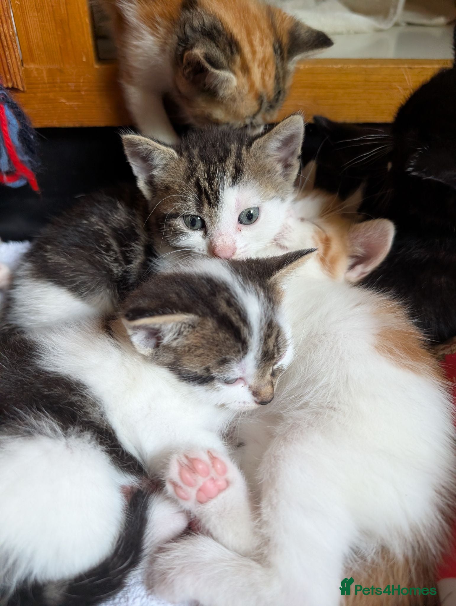 Mixed Breed cats Kittens from loving country cottage home - Advert 15