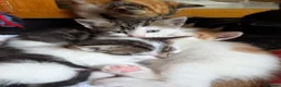 Mixed Breed cats for sale: Kittens from loving country cottage home - Advert 3
