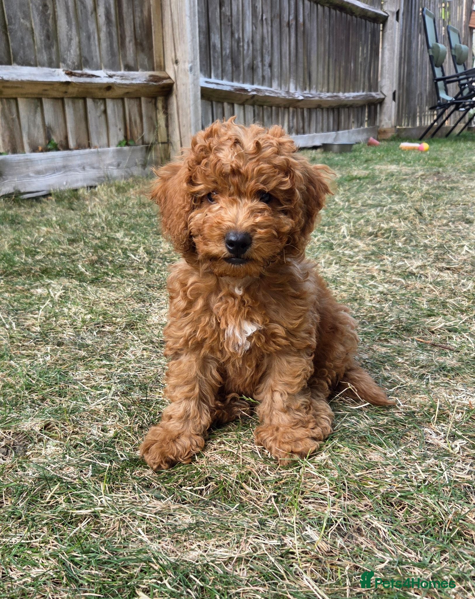 Cockapoo dogs Price reduced! ready to go - F1b Cockapoo Puppies - Advert 2