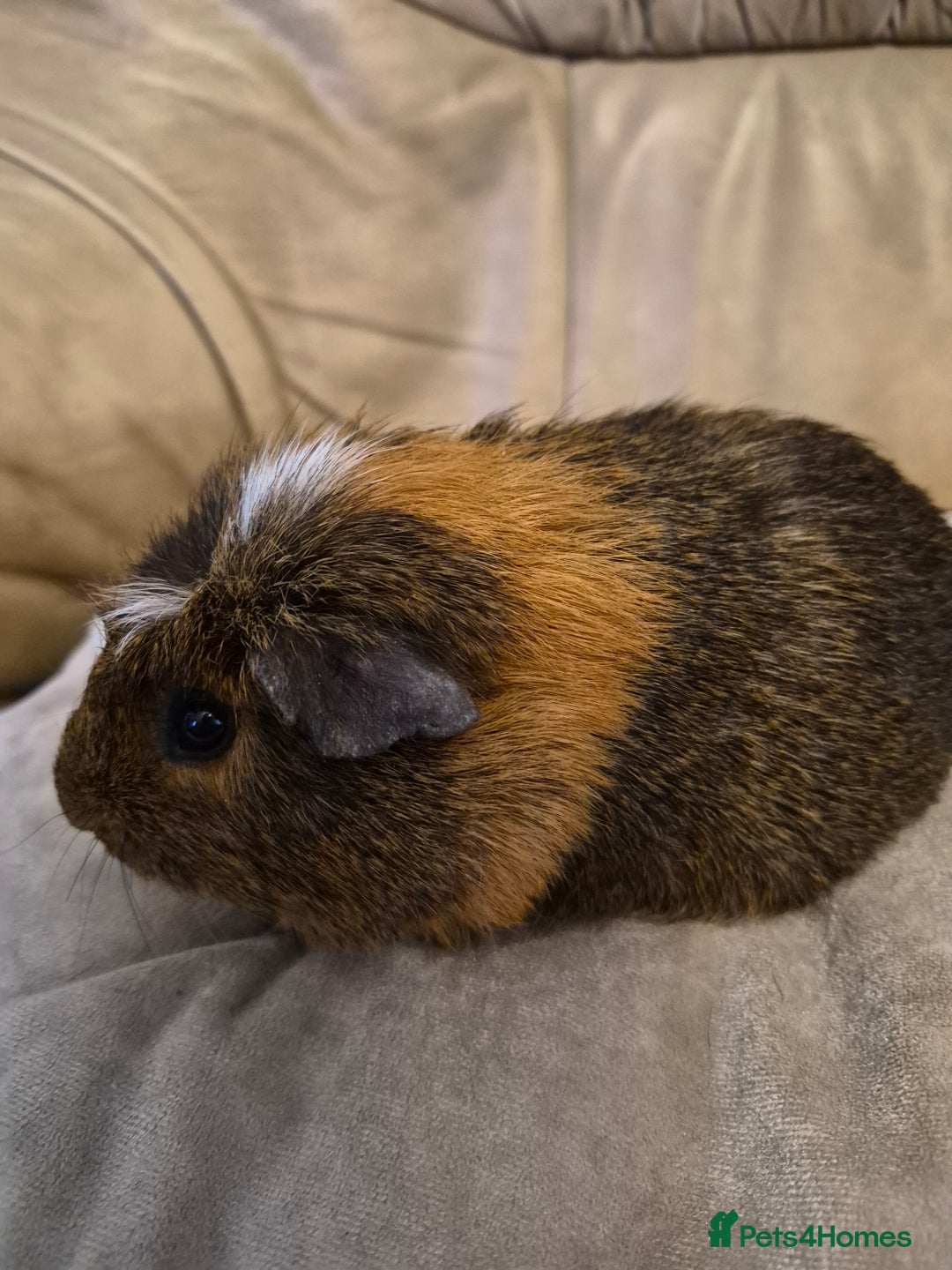 Guinea Pig rodents for sale: 2 Adorable Male Baby Guinea Pigs - Advert 5