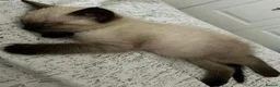 Siamese cats for sale: The Crown Jewels of Companionship-Siamese Kittens in Norwich - Advert 10