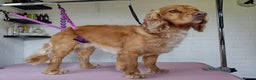 Cocker Spaniel dogs for stud: Bayley the cocker spaniel  in King's Lynn - Advert 1