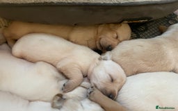 Labrador Retriever dogs for sale: Labrador puppies 5 gen pedigree health tested - Image 30