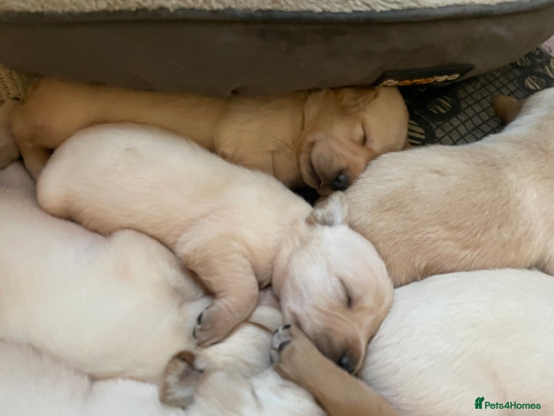 Labrador Retriever dogs for sale: Labrador puppies 5 gen pedigree health tested - Image 30
