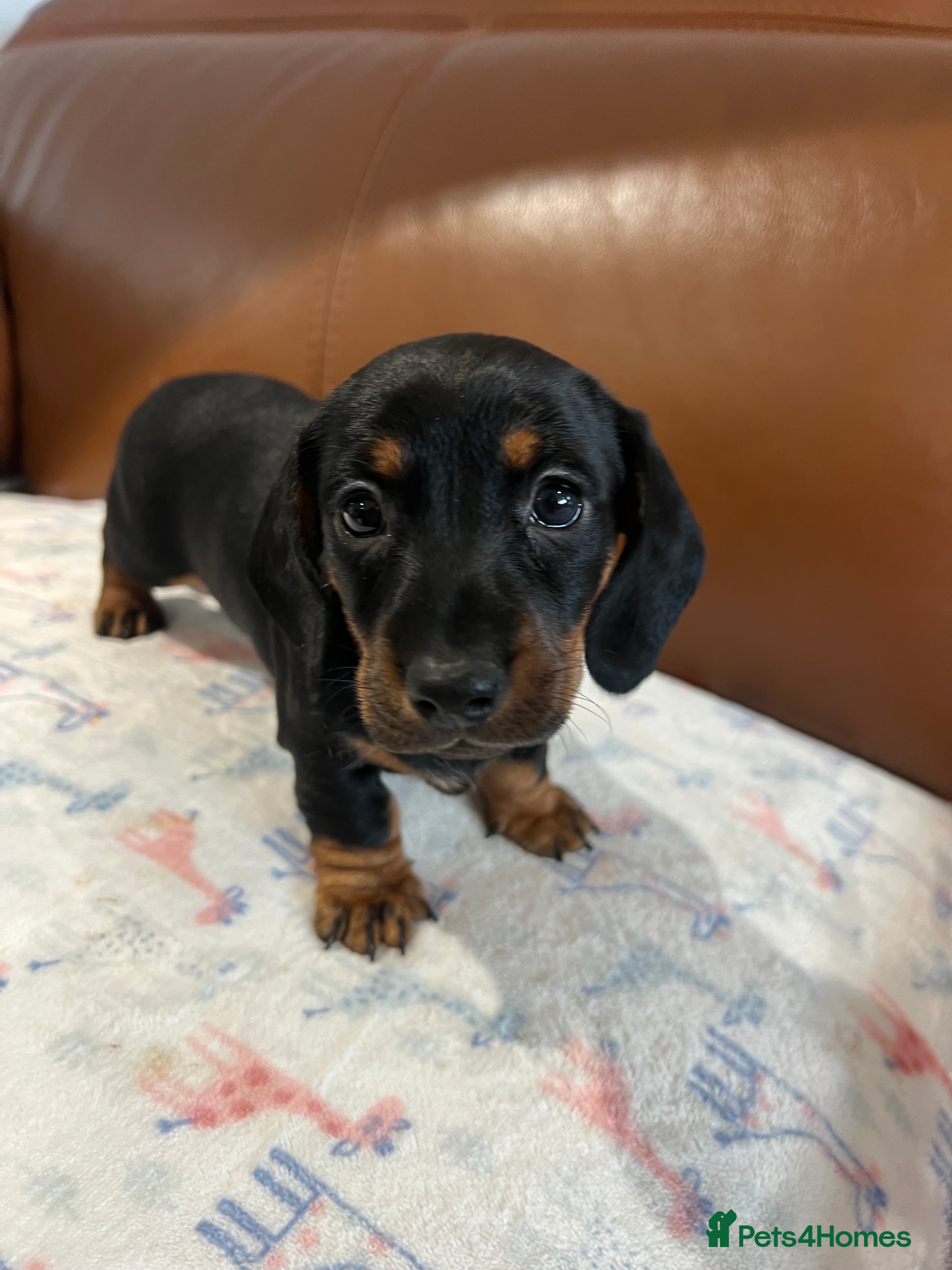 Miniature Dachshund dogs **Exceptionally well Raised Miniature Dachshunds** - Advert 1