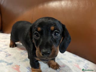 Miniature Dachshund dogs **Exceptionally well Raised Miniature Dachshunds** - Advert 11