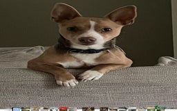 Jack Russell dogs for stud: Stud boys house of jacks  - Image 6