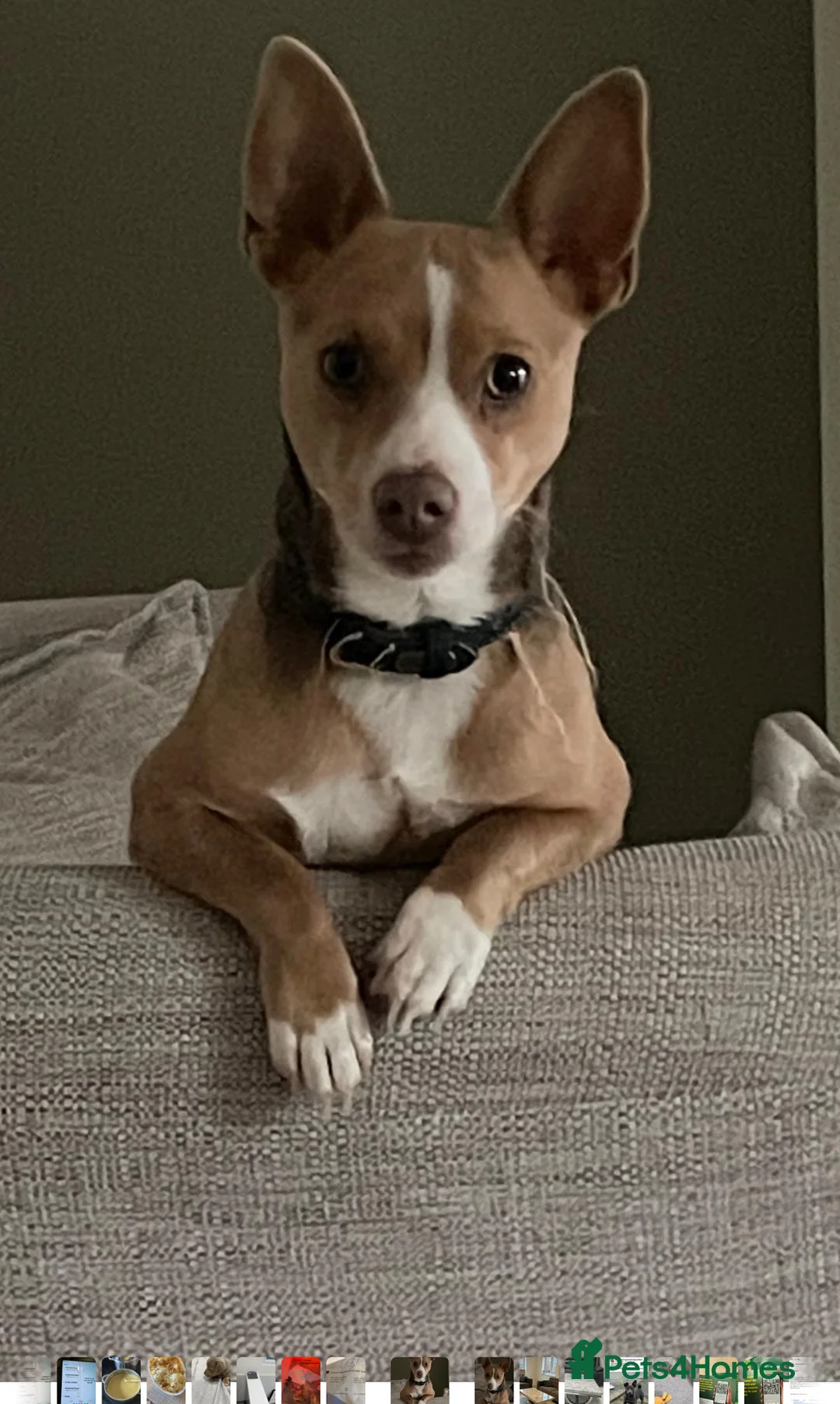 Jack Russell dogs for stud: Stud boys house of jacks  - Advert 6