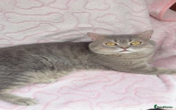 British Shorthair cats for sale: Friendly Male British Shorthair Kitten + Stuff in Birmingham - Image 3