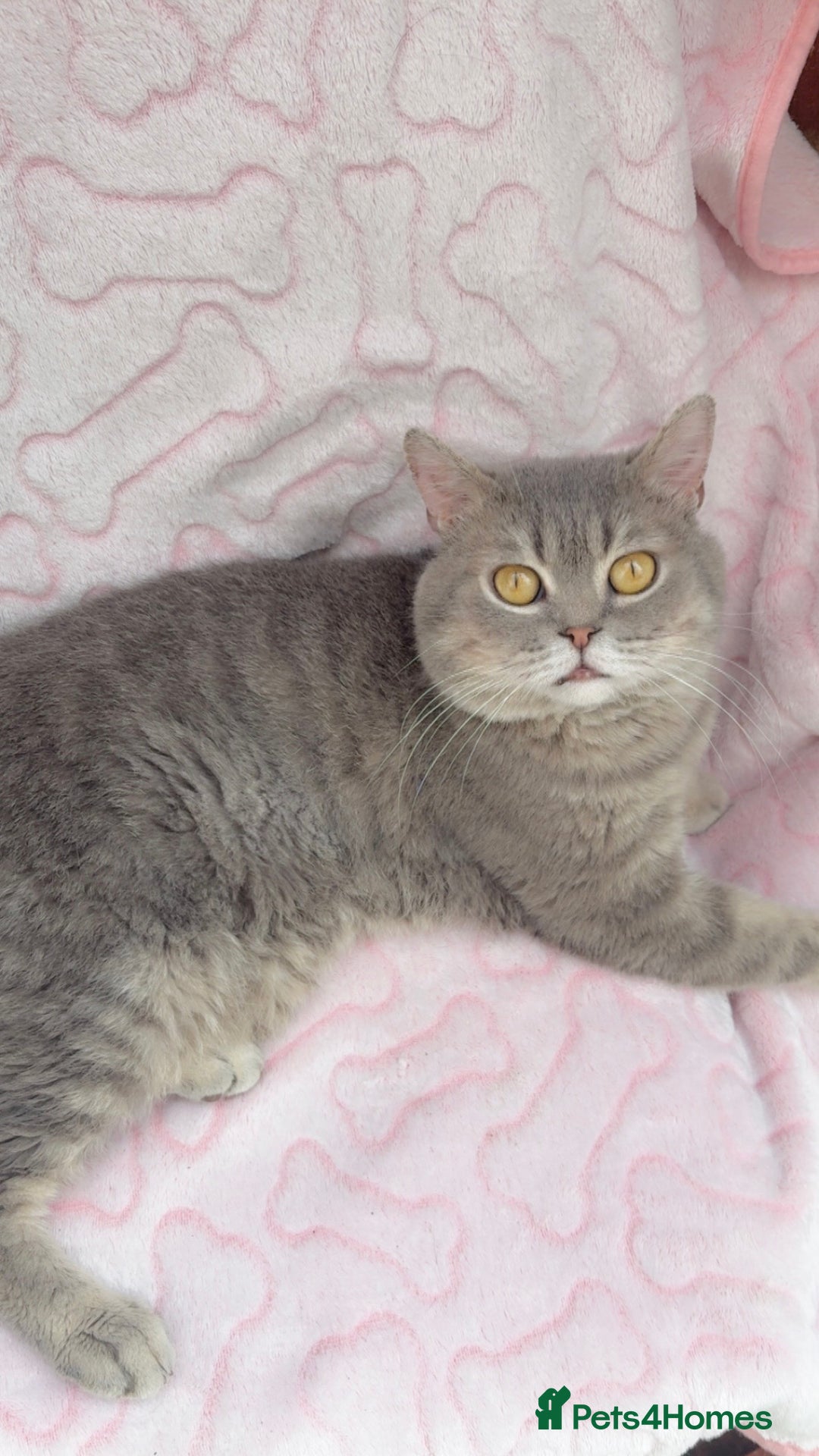 British Shorthair cats for sale: Friendly Male British Shorthair Kitten + Stuff in Birmingham - Image 3