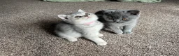 British Shorthair cats for sale: GCCF Imperial Grand Champion Parent & Grandparent in Deeside - Advert 9